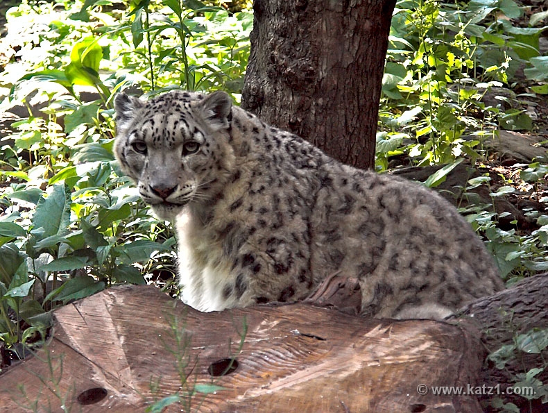 Snow Leopard 1